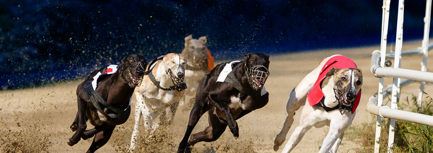 EC-1164_Landing_Page_1440x510_3_Generic_Greyhound_Racing EC-1164_Landing_Page_1440x510_3_Generic_Greyhound_Racing